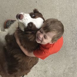Australian Shepherd Puppies from Soggy Bottom Farms