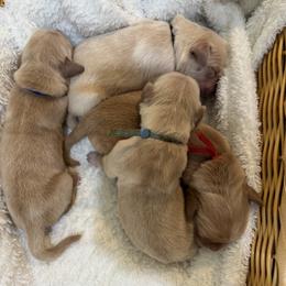 Dark Blue - Golden male Golden Retriever puppy in Angier, North Carolina from Howard's Retrievers