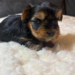 Rosemary - Black and tan female Yorkshire Terrier puppy in San Antonio, Texas from Sweet as dessert puppies