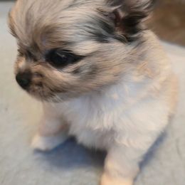 ACE - Blue merle male Pomeranian puppy in Pickton, Texas from Mandy's Precious Poms