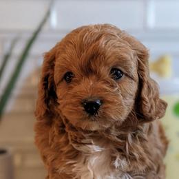 Ricky - Red male Cavapoo puppy in Caldwell, Idaho from Terrace Cav's