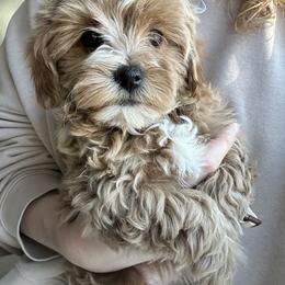 Assorted Doodle Crosses, Bernedoodle, Cavachon, Cavapoochon, Goldendoodle, and Spanish Water Dog Puppies from PitterPatterPuppiesNJ
