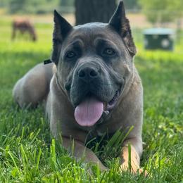 Cane Corso from MVK9
