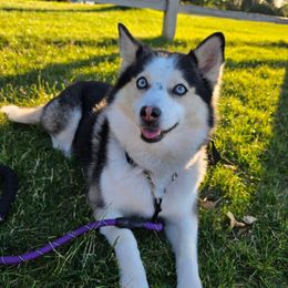 Pomsky puppies from CJ White's Poms and Pomskies