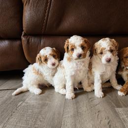 Ellie - Red  female Poodle puppy in Montrose, Pennsylvania from Tales Of Joy