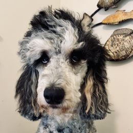 Layla - Goldendoodle