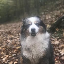 Aussiedoodles, Goldendoodles, and Poodles from Wonder Poodles and Doodles