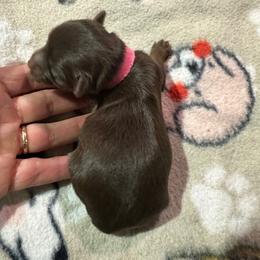 Dolly - Chocolate, tan and white female Yorkshire Terrier puppy in Tulsa, Oklahoma from Yorker Puppy Palace
