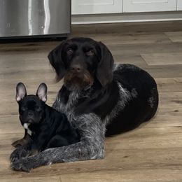 French Bulldog Puppies from Boise French Bulldogs