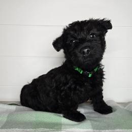 Puppy 5 - Brindle male Scottish Terrier puppy in San Tan Valley, Arizona from For the love of Scotties