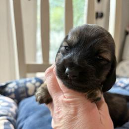 Nova - Cream female Dachshund puppy in Temple, Texas from Brit’s Doxie Crossing
