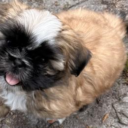 Xin yi  (happy -quiet) - Black gold and white male Shih Tzu puppy in Kingsland, Georgia from Shih-Tzu Puppy Dynasty