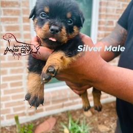 Silver Male - Black and mahogany male Rottweiler puppy in Humble, Texas from Inexorable Haus Early Rotts