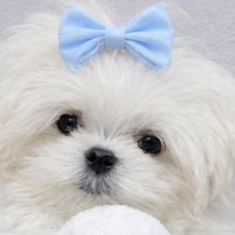 Boy 3 SNOWBALL TEACUP DOLL FACE 2.3 pounds - White male Maltese puppy in Orlando, Florida from Denise’s Puppies