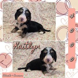KAITLYN 4000 - Black and cream female Dachshund puppy in Gatesville, Texas from CJ's Dach Dynasty