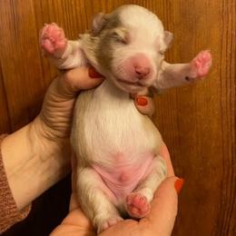 Autumn - Red merle male Miniature Australian Shepherd puppy in Marysville, Washington from Garay Mini Aussies