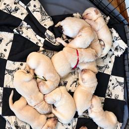 Male 5 - Light golden male Golden Retriever puppy in Rainier, Washington from Hanson’s NW Goldens & Doodles