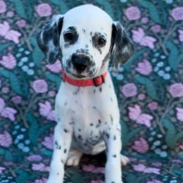 Rose - White and black female Dalmatian puppy in Whitwell, Tennessee from Rock a Dalmatian “RockADal”