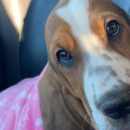 Basset Hounds from Cash’s Bassets
