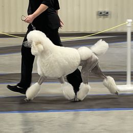 Opal  - Poodle