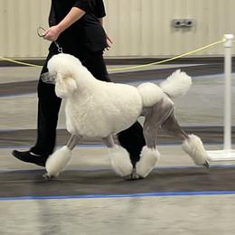 Opal  - Poodle