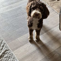 Bernedoodle All Grown Up from Mindys Doodles