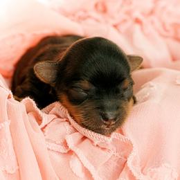 Kensey - Black and tan female Yorkshire Terrier puppy in West Fargo, North Dakota from A Yorkie Tale