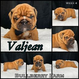 Bulldog Puppies from Bullberry Farm