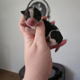 Black tri sow girl - Black and white female Chihuahua puppy in Ashtabula, Ohio from Paw's & Awe's Chihuahuas