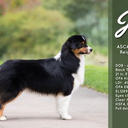 Jucy - Australian Shepherd