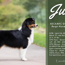 Jucy - Australian Shepherd