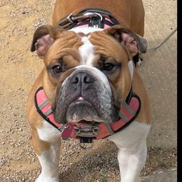 Leia - Retired - Bulldog