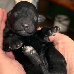 Boy 4 - Black male Poodle puppy in Greenwich, New York from MizzElle’s Standard Poodles