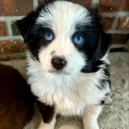 Zoe - Black tri female Miniature Australian Shepherd puppy in Stockton, Missouri from Kizmit Farmz