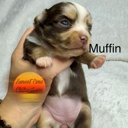 Chihuahua Puppies from Sunset Eves Chihuahuas