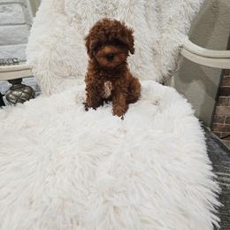 Honey - Red  male Poodle puppy in Midway City, California from Rapture Red Poodles
