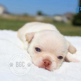Pyro - Cream male Chihuahua puppy in Forsyth, Georgia from Brooks Grove Canines LLC