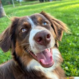 Ziggy - Australian Shepherd