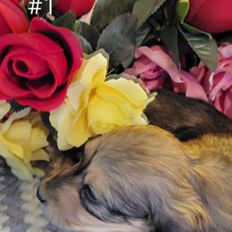Dachshund Puppies from CLARK'S BREEDING PROGRAM