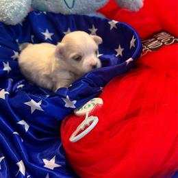 Baby - White male Maltese puppy in Houston, Texas from The Royal Furbabies