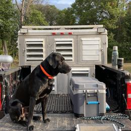 Chance  - Labrador Retriever