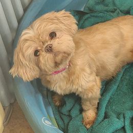 Taffy - Shih Tzu