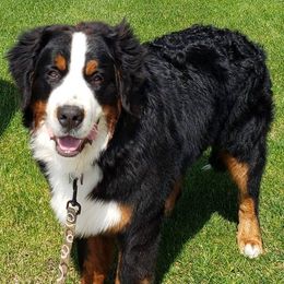 Bernese Mountain Dogs from Shady Oaks Bernese