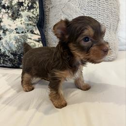 CKC Romeo - Chocolate and tan male Yorkshire Terrier puppy in Calhoun, Georgia from Peach State Yorkies