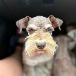Fergie - Miniature Schnauzer
