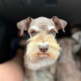 Fergie - Miniature Schnauzer