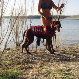 Rhodesian Ridgeback Puppies from Zambezi River Ridgebacks