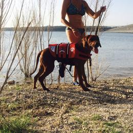 Rhodesian Ridgeback Puppies from Zambezi River Ridgebacks