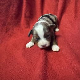Blue Merle Female - Blue merle female Toy Australian Shepherd puppy in Billings, Montana from Chapman's Aussies