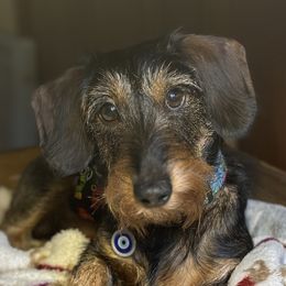 Hugo - Dachshund